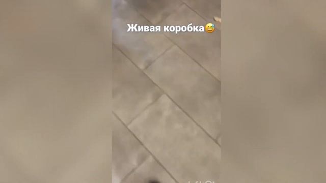 ПРИКОЛЫ ? Мопс Ричи? ПРИКОЛЫ с животными ? РЖАКА до слёз 2022 ? смотреть онлайн