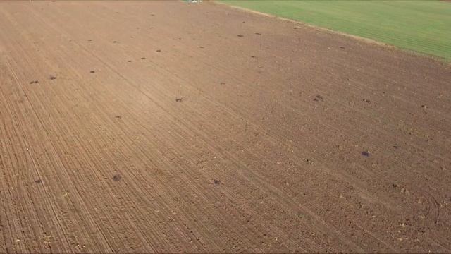 Уборка мульчирующей пленки с поля 29 09 2016 смотреть онлайн