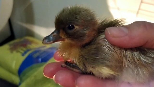 ВЫВОД УТЯТ ГОЛУБОЙ ФАВОРИТ смотреть онлайн