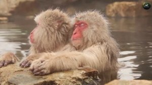 Любопытные факты про обезьян | Интересные обезьяны