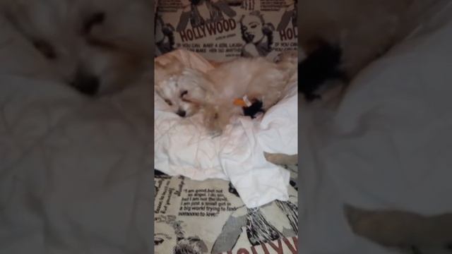 Уход за мальтийской болонкой (молли) смотреть онлайн
