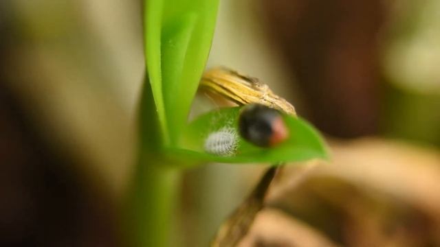 Australischer Marienkäfer, Cryptolaemus montrouzieri - Meine Erfahrungen // Gartenschlau.com смотреть онлайн