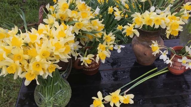 Нарциссы на моей даче смотреть онлайн