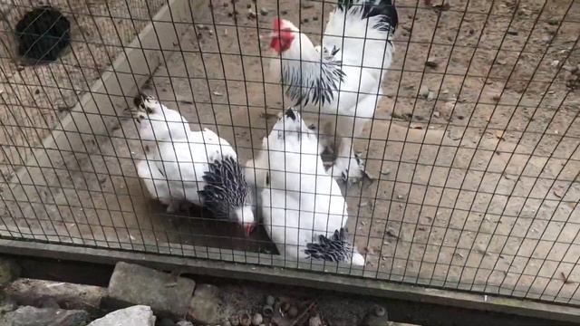 Курочки с пушистыми лапками смотреть онлайн