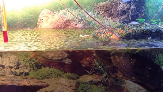 Тараканы и зофобас смотреть онлайн