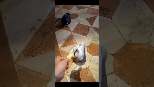 Храм Святителя Спиридона сегодня... смотреть онлайн