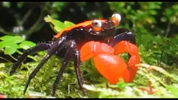 КРАБ КРАСНЫЙ ДЬЯВОЛ GEOSESARMA SP RED DEVIL