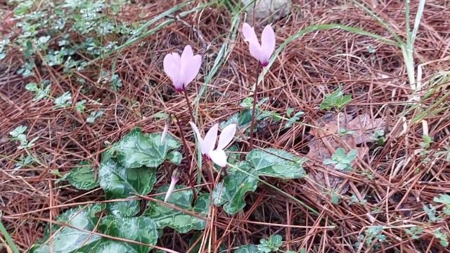 #лес #горы #израиль Парк Бегин смотреть онлайн