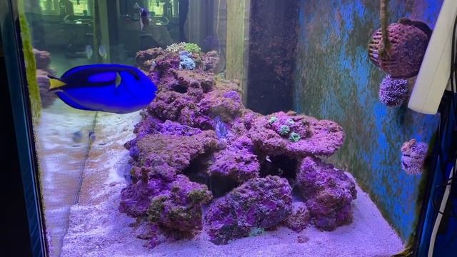 Спинорог чёрный и спинорог розовоплавничный смотреть онлайн