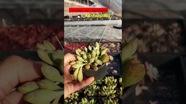 Adromischus Cristatus var. Clavifolius смотреть онлайн