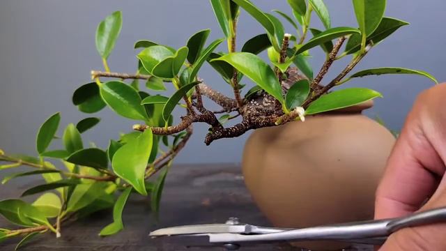 Repotting Mini Ficus Tiger Bark Bonsai. Ficus Microcarpa #ficus #bonsai