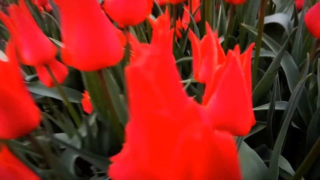 VID 1653606627967 Александру Блоку 1(Н. Клюев)... Павел Васильев Лахтинский смотреть онлайн