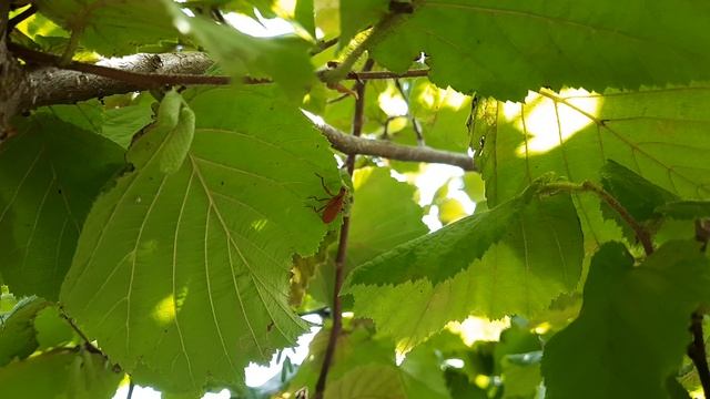 Насекомое утконос!