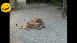 СУПЕР СМЕШНЫЕ ОБЕЗЬЯНЫ | ТОПовая подборка приколы с обезьянами 2021