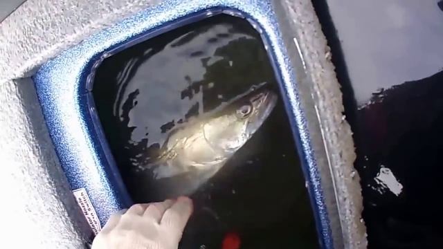 Третий этап Pro Anglers League 2013. Экипаж Живин/Питерцов. Как такое может быть? смотреть онлайн