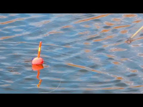 Рыбалка весной. Ловля плотвы на удочку. смотреть онлайн