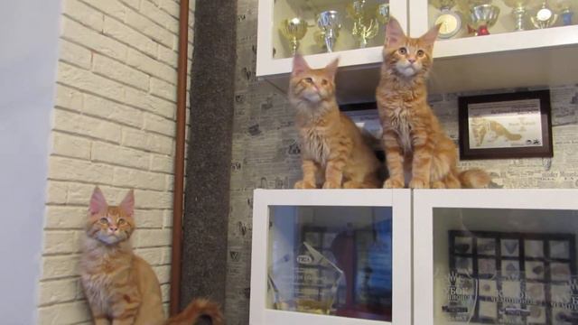 питомник RED GATES: три брата мейн куна смотреть онлайн