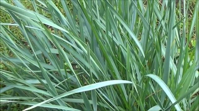 Дача. Очередные поделки мужа. О растениях. Покупки. Салфетки, схема. Распустившиеся сосиски. смотреть онлайн