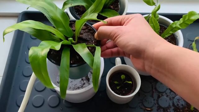 Propagation & Easy Care for Asplenium Nidus Ferns: Bird's Nest & Crispy Wave Ferns смотреть онлайн