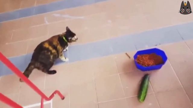 Cats vs Cucumbers! (A Compilation) смотреть онлайн