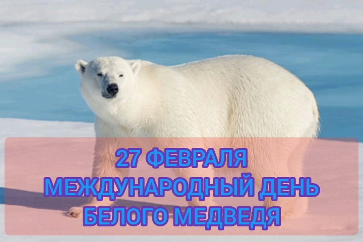 27 февраля международный день белого медведя смотреть онлайн