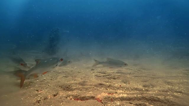 РЕАКЦИЯ плотвы на КОРМ в фидерной кормушке // Подводные сьемки. смотреть онлайн