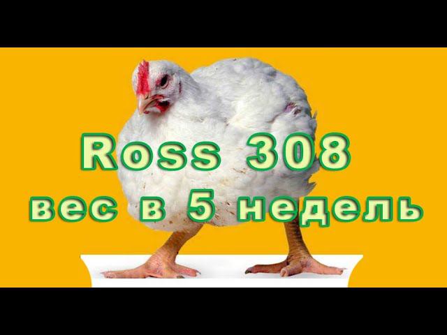 Почему убираем бройлеров в 35 дней Взвешивание Ross 308 в 5 недель смотреть онлайн