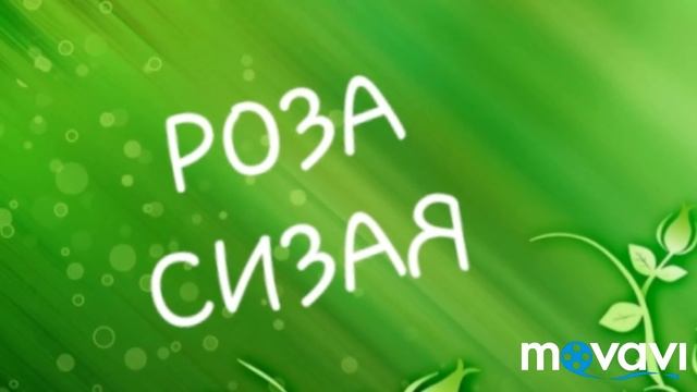 Хроника одного дня/На Неве/ В гостях/Поливаю сад/Розы/Гортензии/Гроза/ смотреть онлайн