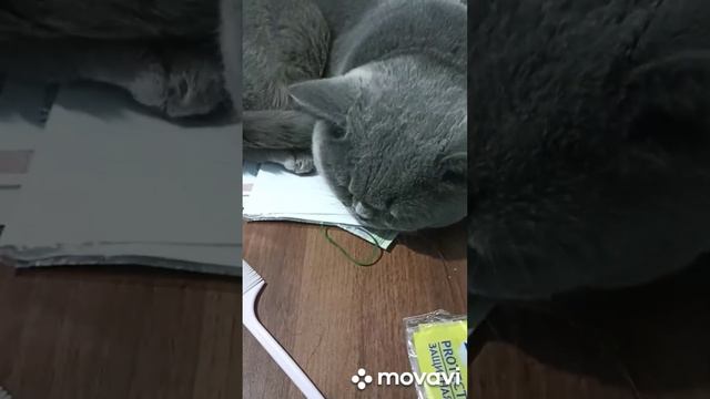 спят усталые игрушки кошки спят смотреть всем смотреть онлайн