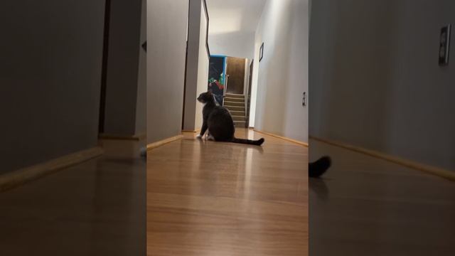 Cat Got the Zoomies Walking Sideways Like a Kangaroo смотреть онлайн
