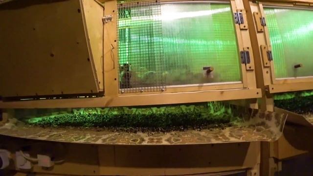 117. Дачный блог 14.04.2022г. Когда можно сажать зелень в неотапливаемой подмосковной теплице. смотреть онлайн