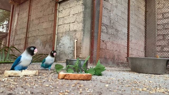 Agapornis personata смотреть онлайн