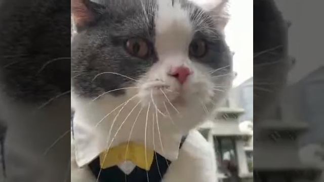 Недовольный кот высказал своему хозяину всё, что о нём думает смотреть онлайн