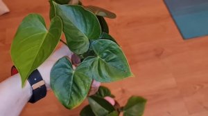 самый быстрый и простой способ укоренения антуриума
