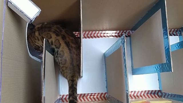 ДОМ ТЮРЬМА из картона для кошки ? . ПОБЕГ из тюрьмы через ЛАБИРИНТ.