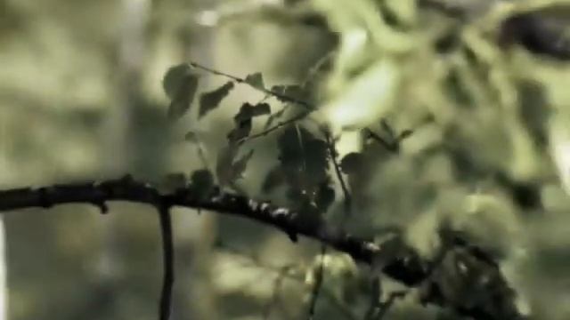 Любимые актеры! Алексей Смирнов