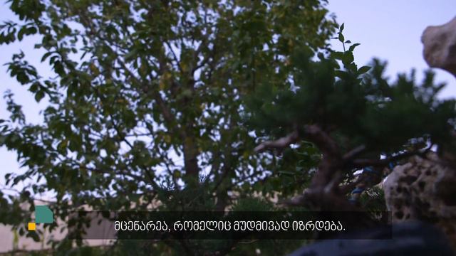 რა არის ბონსაი? смотреть онлайн