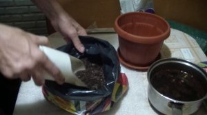 ПИОН . Как сохранить ПИОН купленный зимой до посадки.