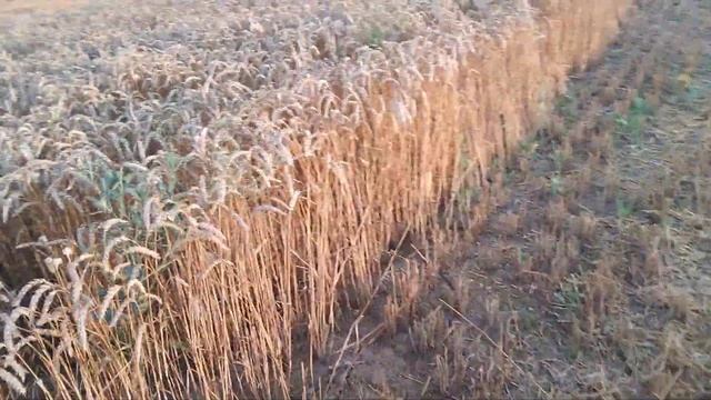 Оз.пшеница 2022.Уборка..Урожайность 70.1 ц. Норма высева 1 млн/га. смотреть онлайн
