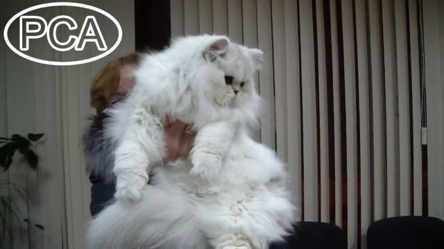 Клип №0647 - выставка кошек PCA online смотреть онлайн