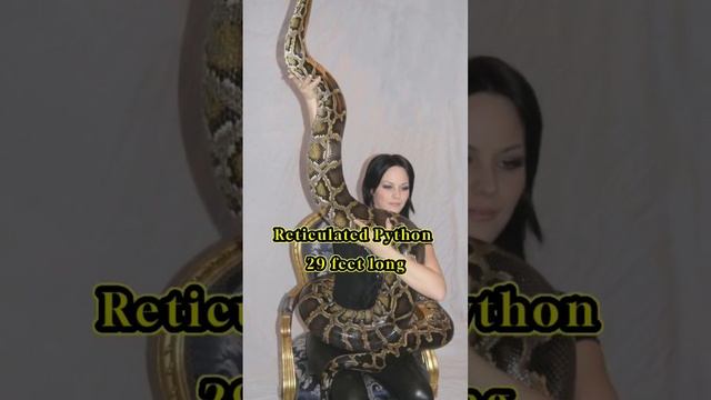 Top 5 Biggest and Dangerous Snakes in the World ?#biggestsnake #dangeroussnakes смотреть онлайн