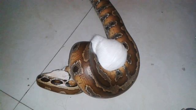 Blood python eats Guinea pig; captures it head first смотреть онлайн