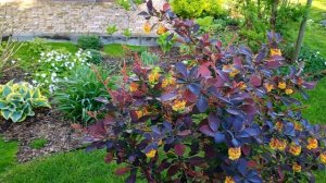 Барбарис оттавский (лат. Berberis ottawensis) Superba