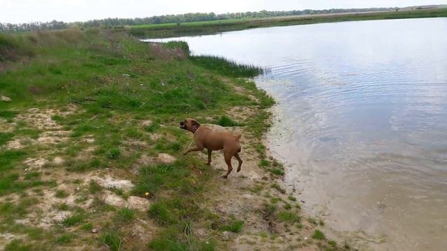 Джесси. Собака боксер купается. Jessie. Boxer dog. смотреть онлайн
