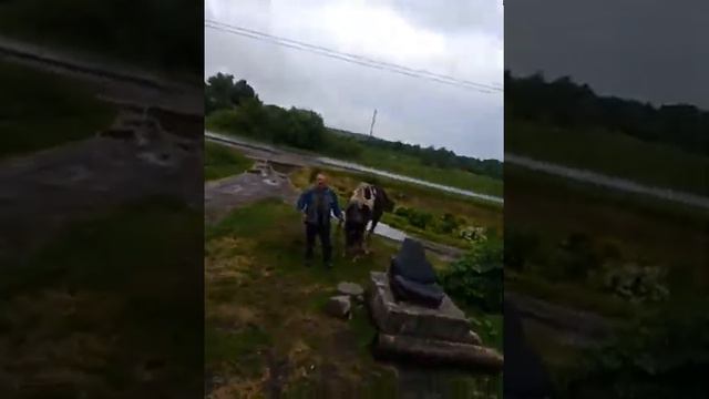 Верхом на кобыле чуть не стал крестным отцом😂 смотреть онлайн