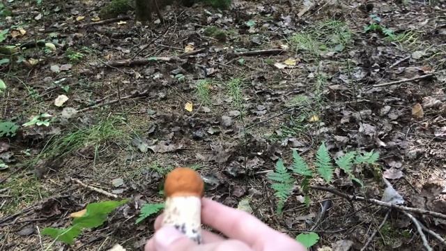 ГРИБАЛКА В ЖАРУ И ЗАСУХУ! Собираю Белые грибы и Подосиновики! смотреть онлайн