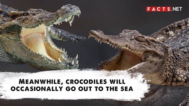 Alligator VS Crocodile | How to Identify Them? смотреть онлайн