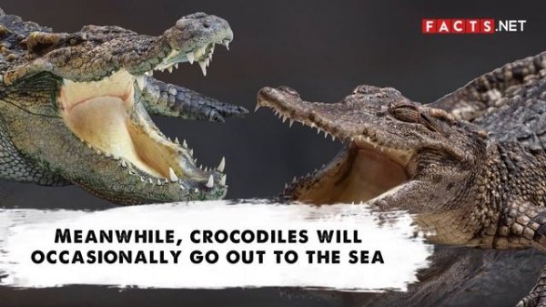 Alligator VS Crocodile | How to Identify Them?