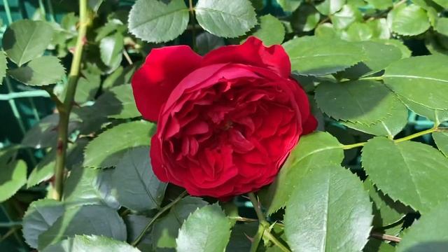 Обзор моих роз по сортам, Кордес Юбилей и другие розы а саду ??????♀️ смотреть онлайн