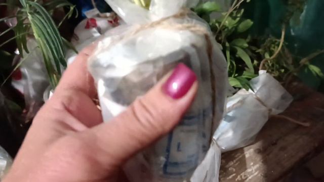 Ще раз про мої посилки, як пакую і як саджати після отримання. 13 жовтня 2023 р. смотреть онлайн